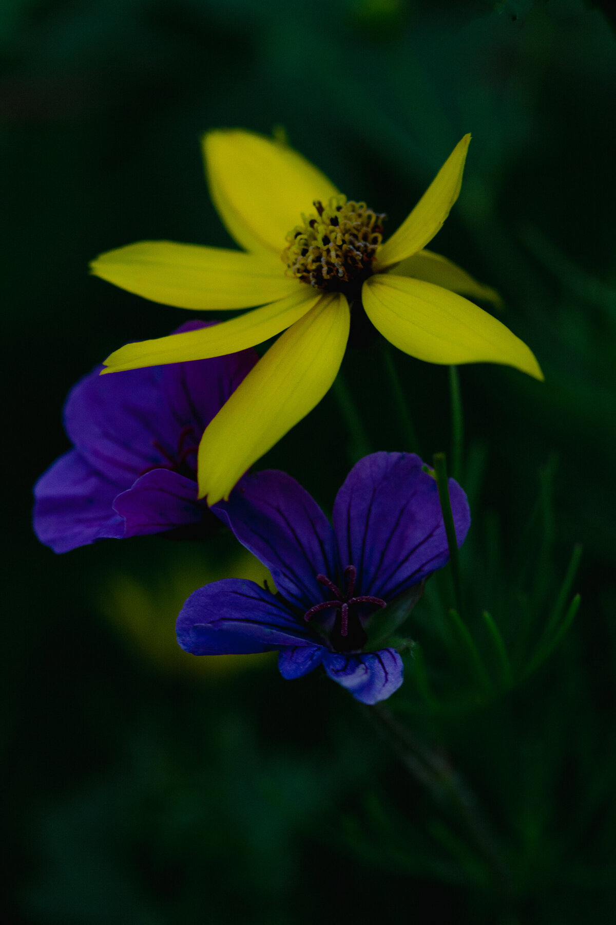 flower_yellow_0983_C1