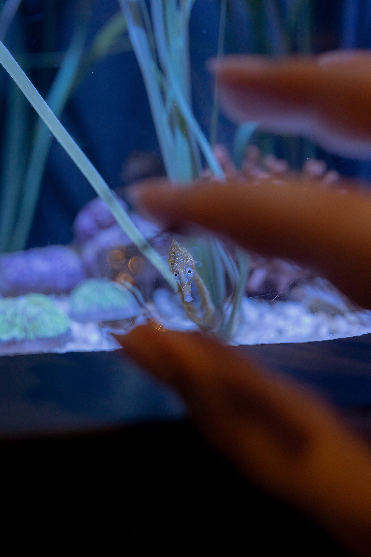 abstillsphotography_orangecountyphotographer-58