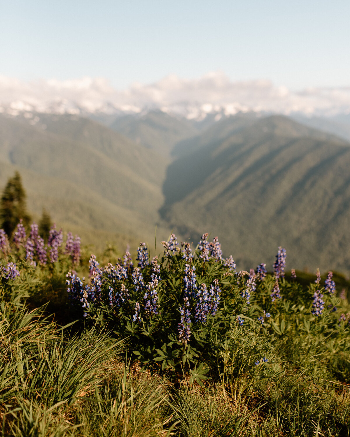 hurricane_ridge_golden_hour_olympic_national_park_2