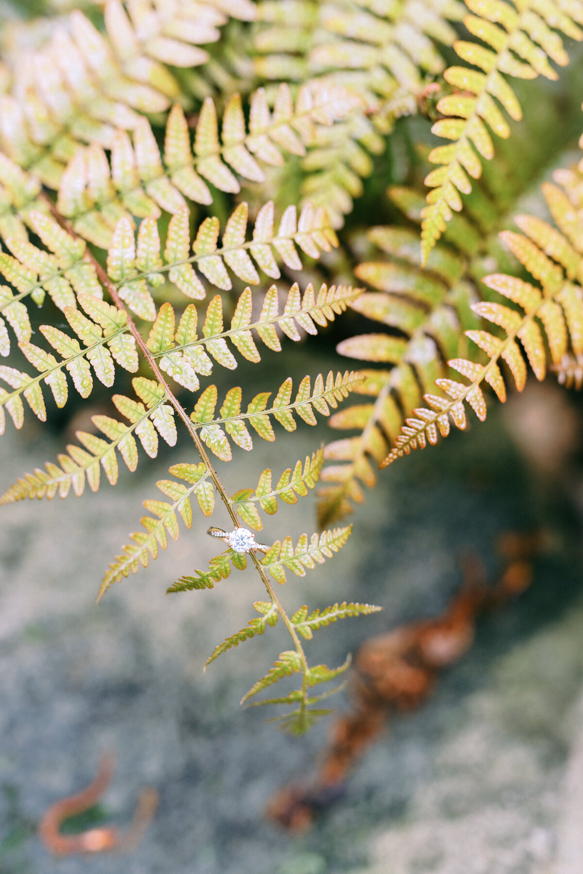 Engagement ring photography on fern in Atlanta Georgia