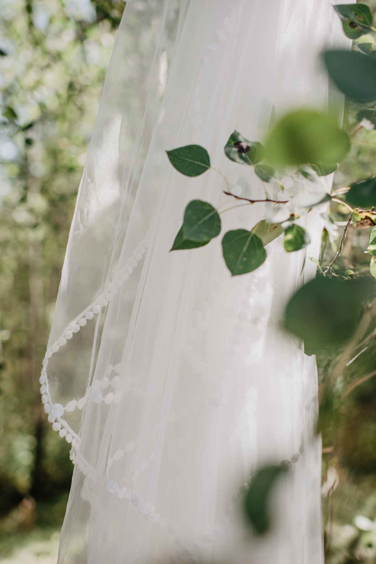Photographers Jackson Hole capture wedding veil hanging in tree