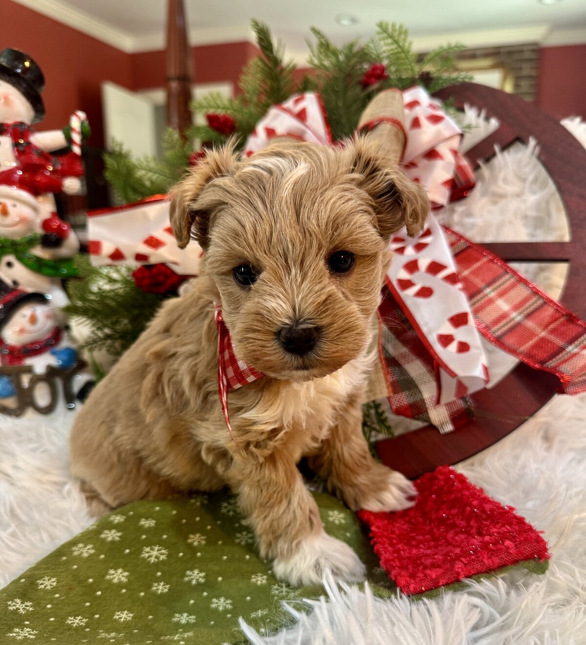 A Miniature Schnauzer Puppie
