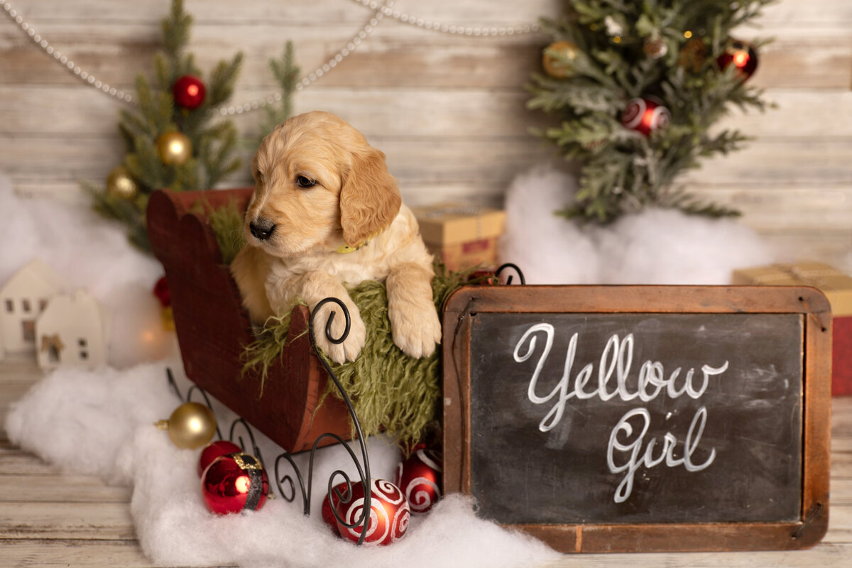 Yellow_female
