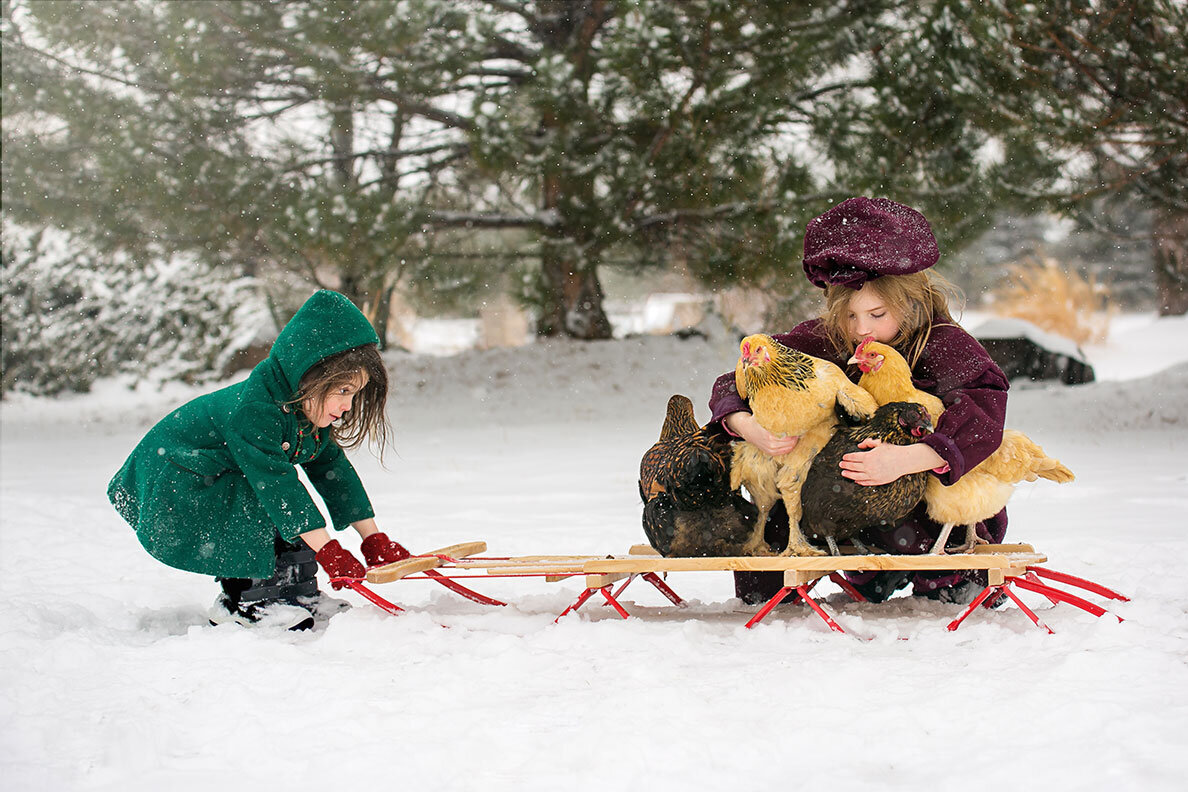 girls-sisters-sledding-chickens-snow-cute-funny-vintage-brahma-easter-egger-wyndotte-orpington-Plymouth-boulder-brighton-castle-rock-denver-children-fine-art-photographer-Rock-chicken