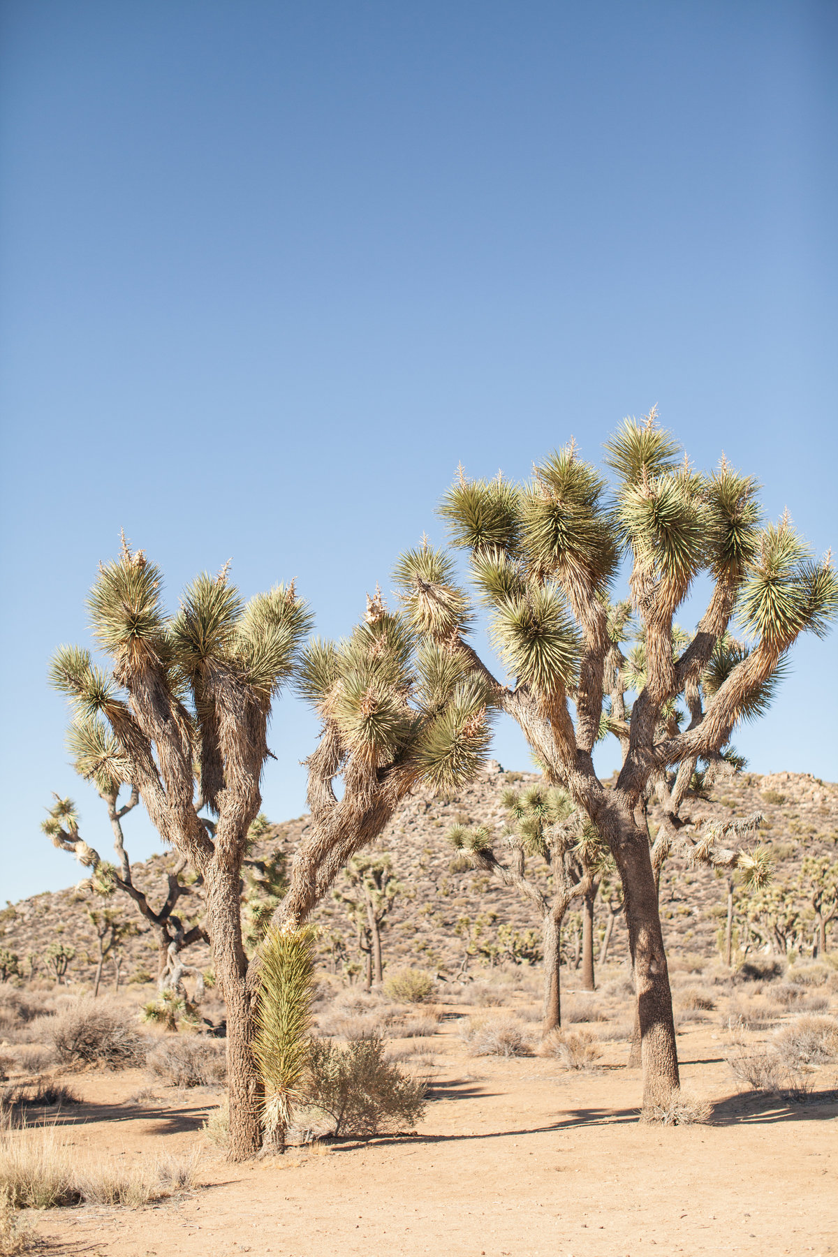 150708_150708 joshua tree_0395