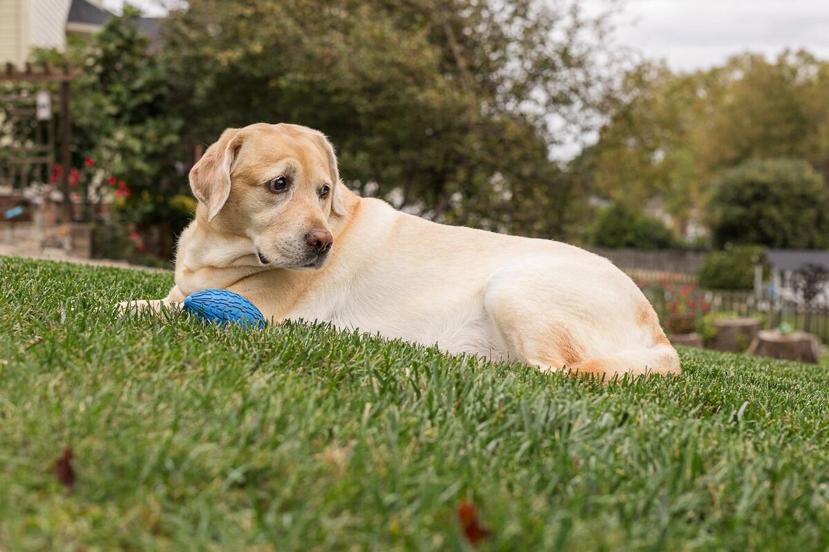 yellow-labrador-ball-looking-back-5402