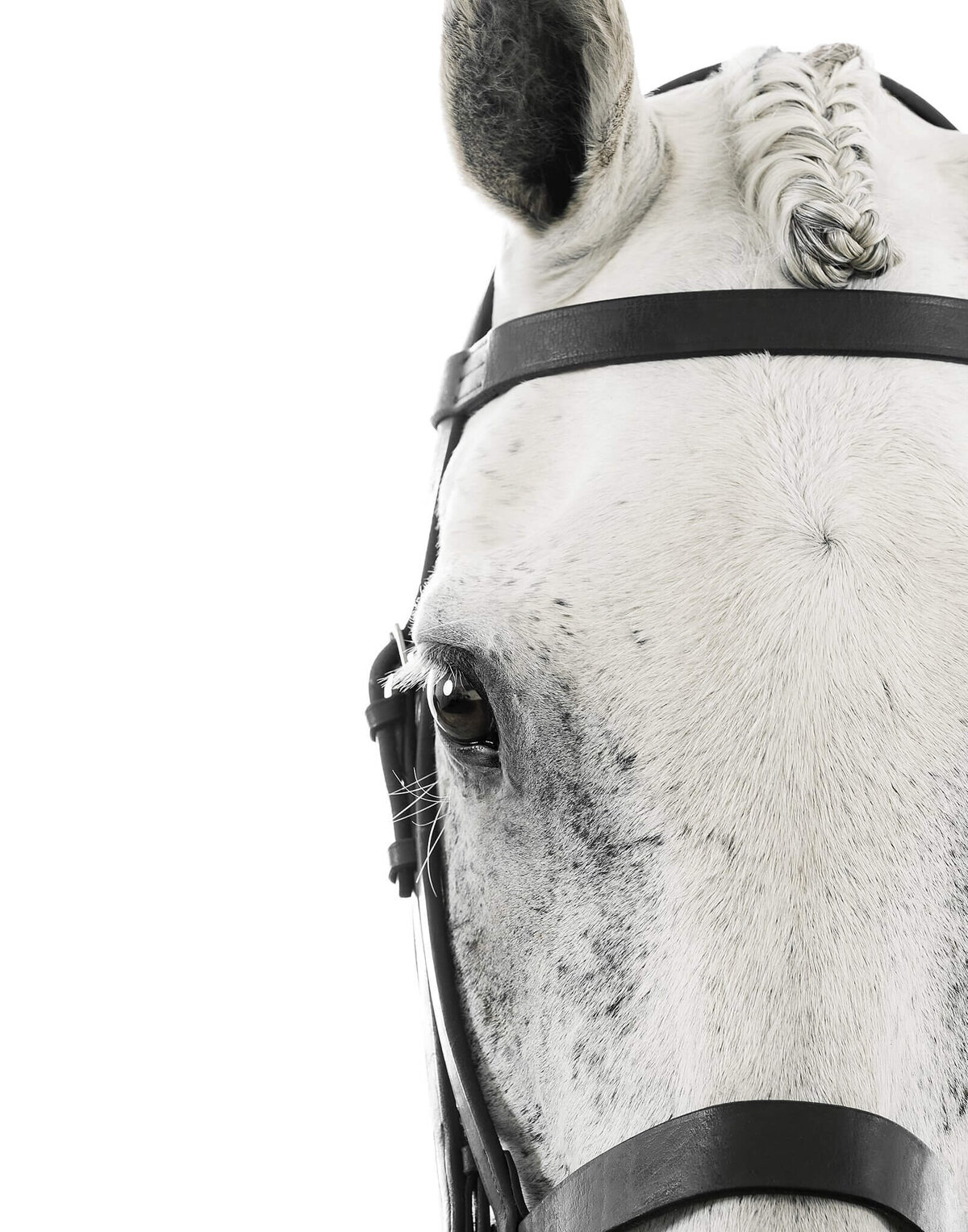 equine-white-background-pictures2024-10-04 at 10.06.57 PM 9