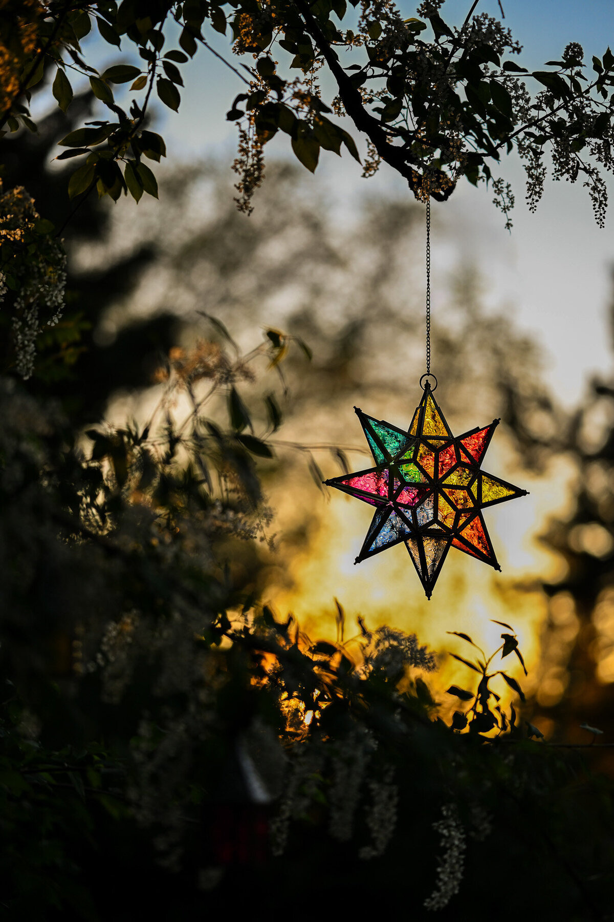 Mercurius-StarsandTrees-11