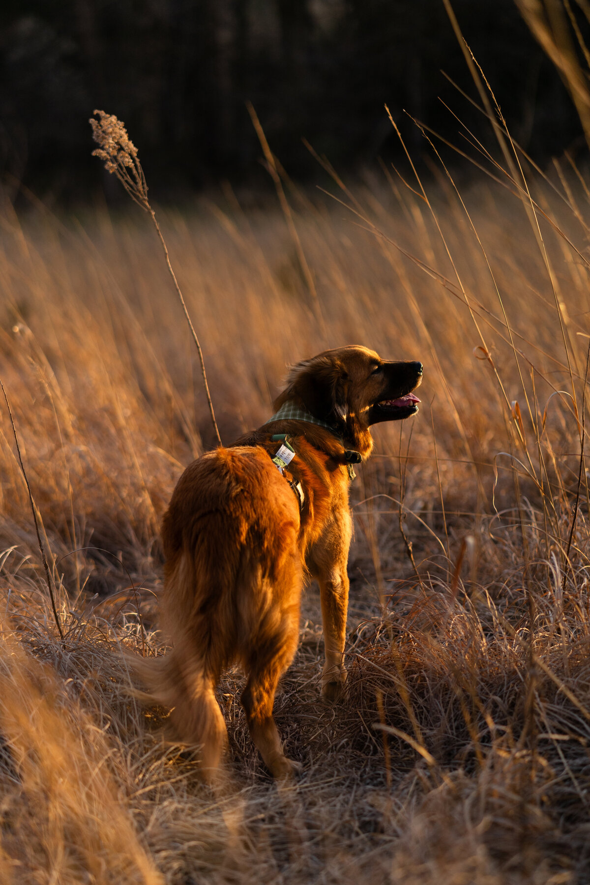 Folsom point (10 of 41)