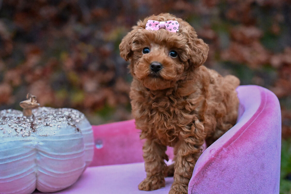 Heavenly Puppies to Love Cavapoo, Cockapoo, and Maltipoo Puppies Photo Nov 21 2023, 3 53 49 PM90