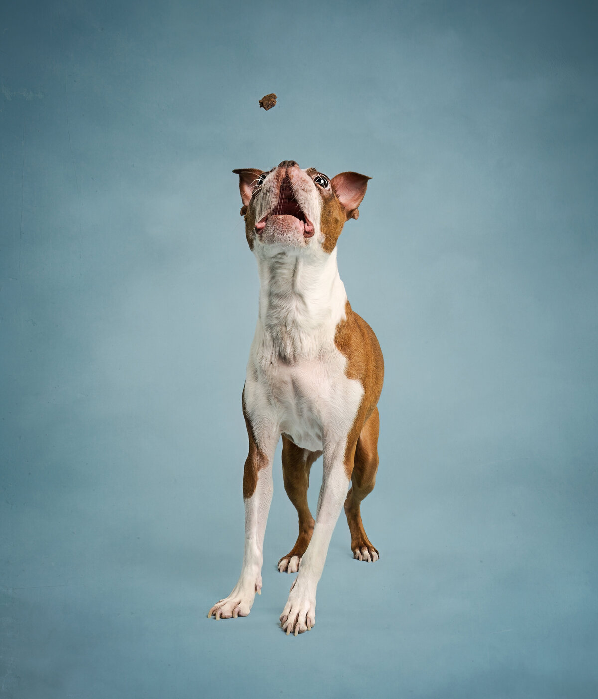 Pets-through-the-Lens-Photography-Vancouver—Lifestyle-Studio-Dog-Portrait