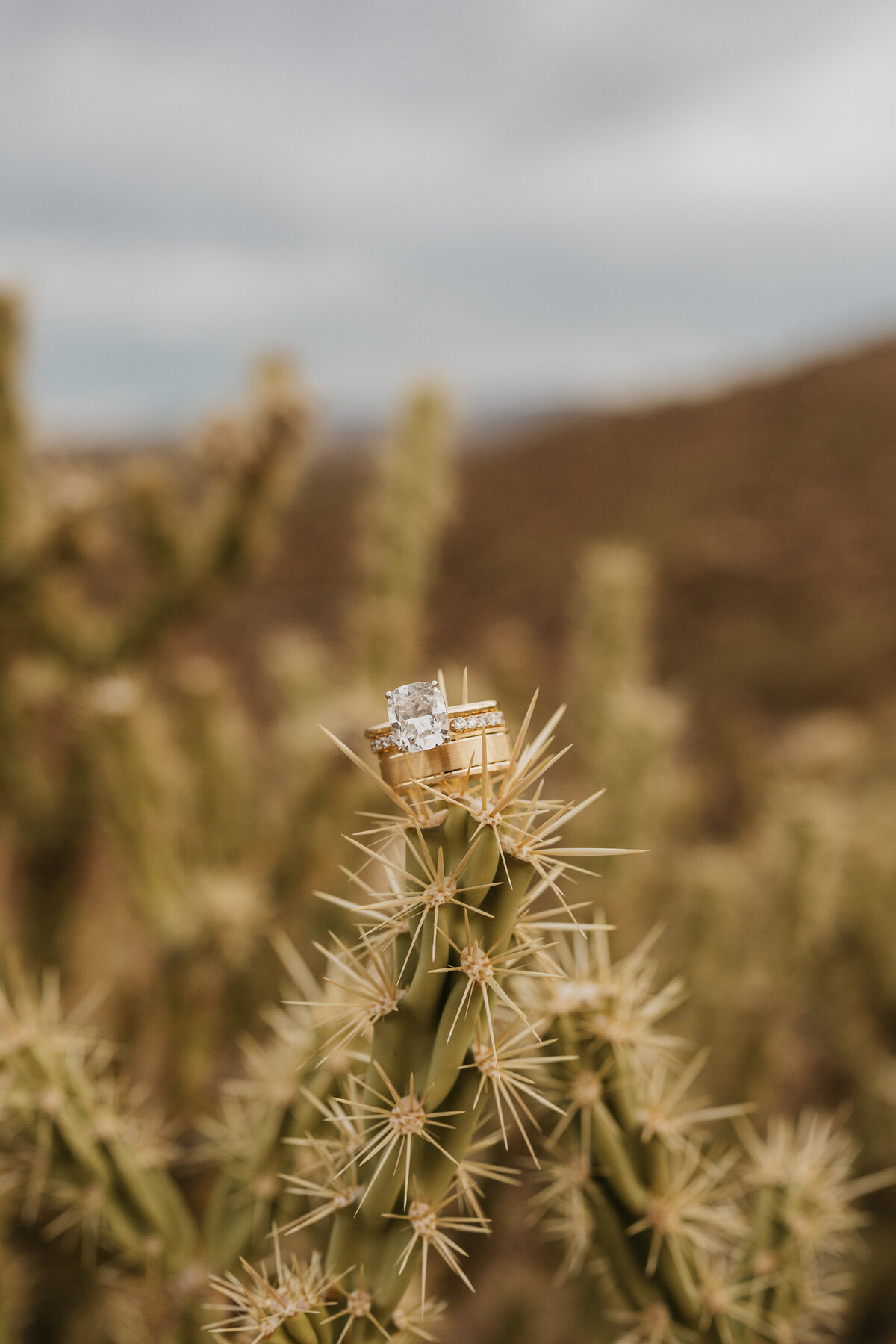 An engagement ring sitting on top of a cactus 