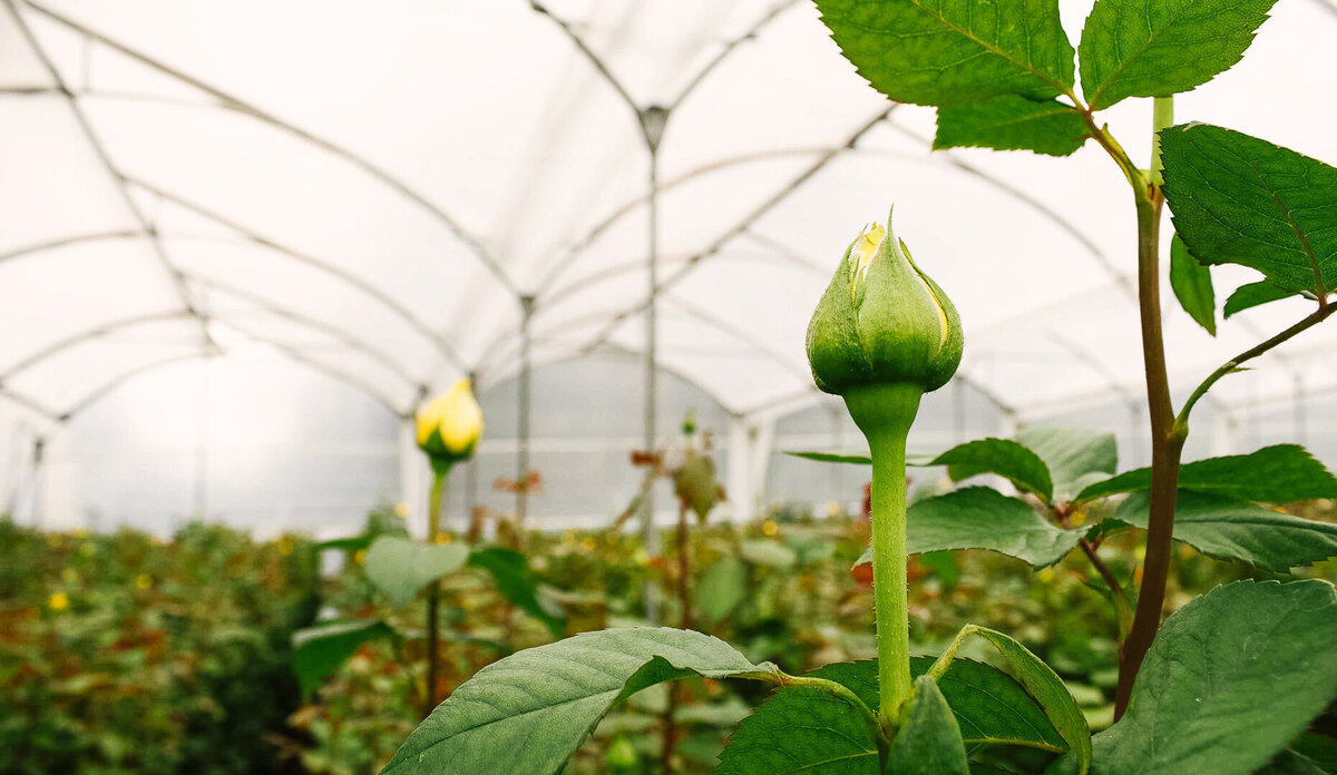 Farm-Exports-Lifestyle-5