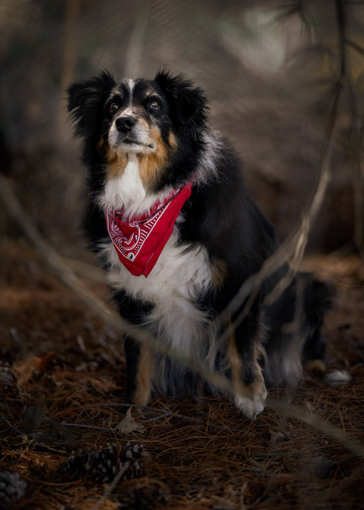 aussie dog portrait with swirly background