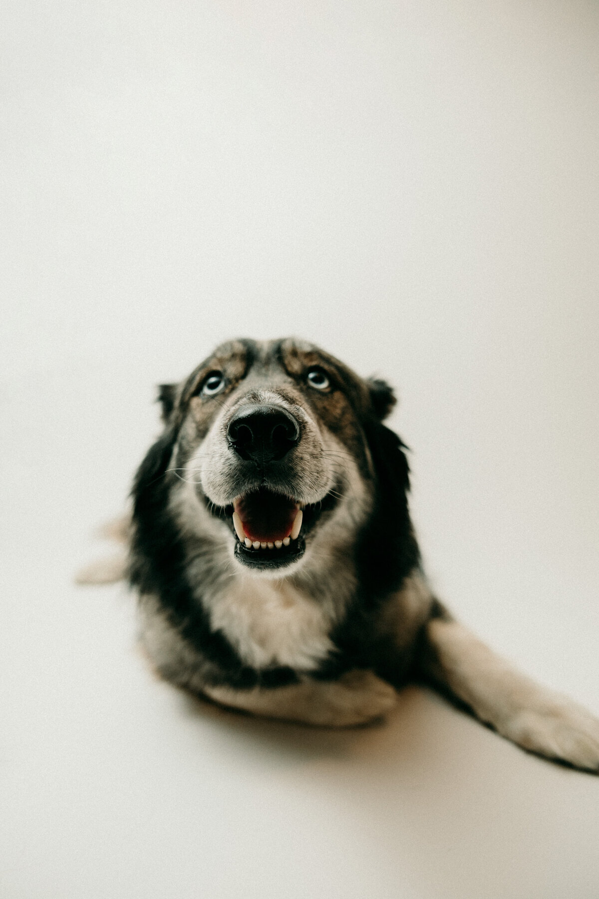 A husky lays down on a white backdrop smiling while looking up above.