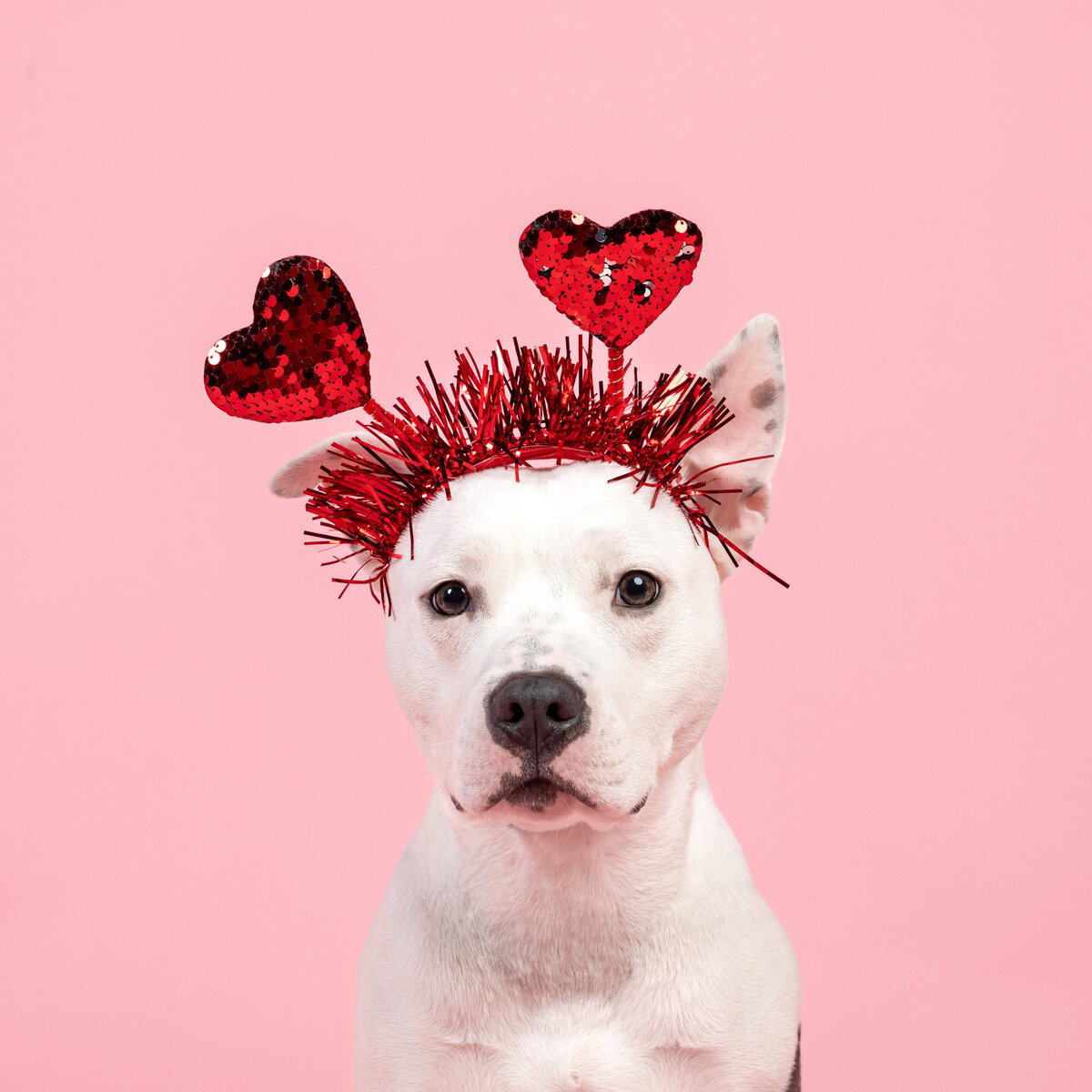 Pet photos studio Cleveland Ohio--5