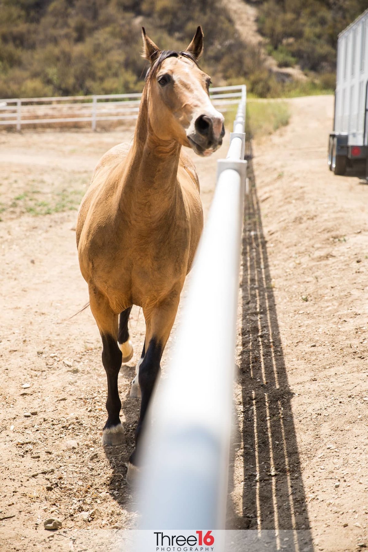 A horse posing for a picture