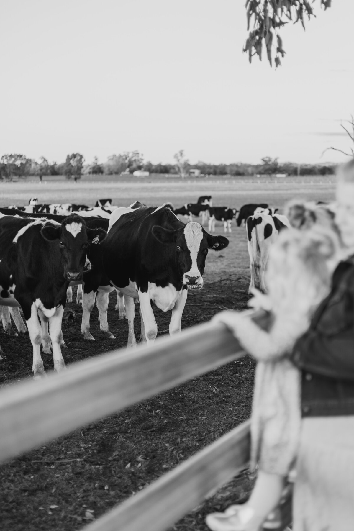 essjay-family-photography-Parkes-nsw (5)