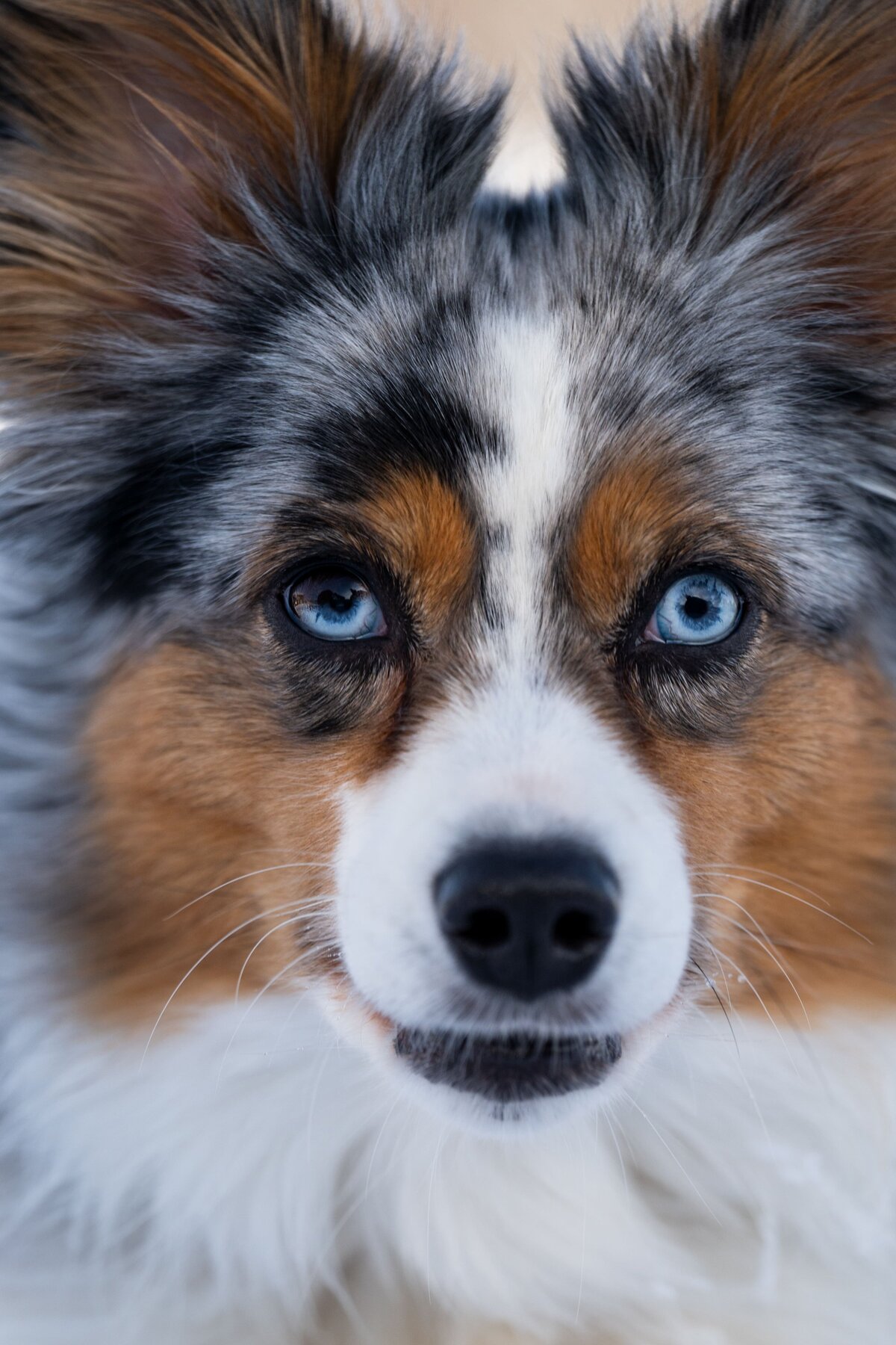Australian-Shepherd-Hundeportrait-Schnee-Zafiri-Hundefotografin-Frankfurt-Hessen