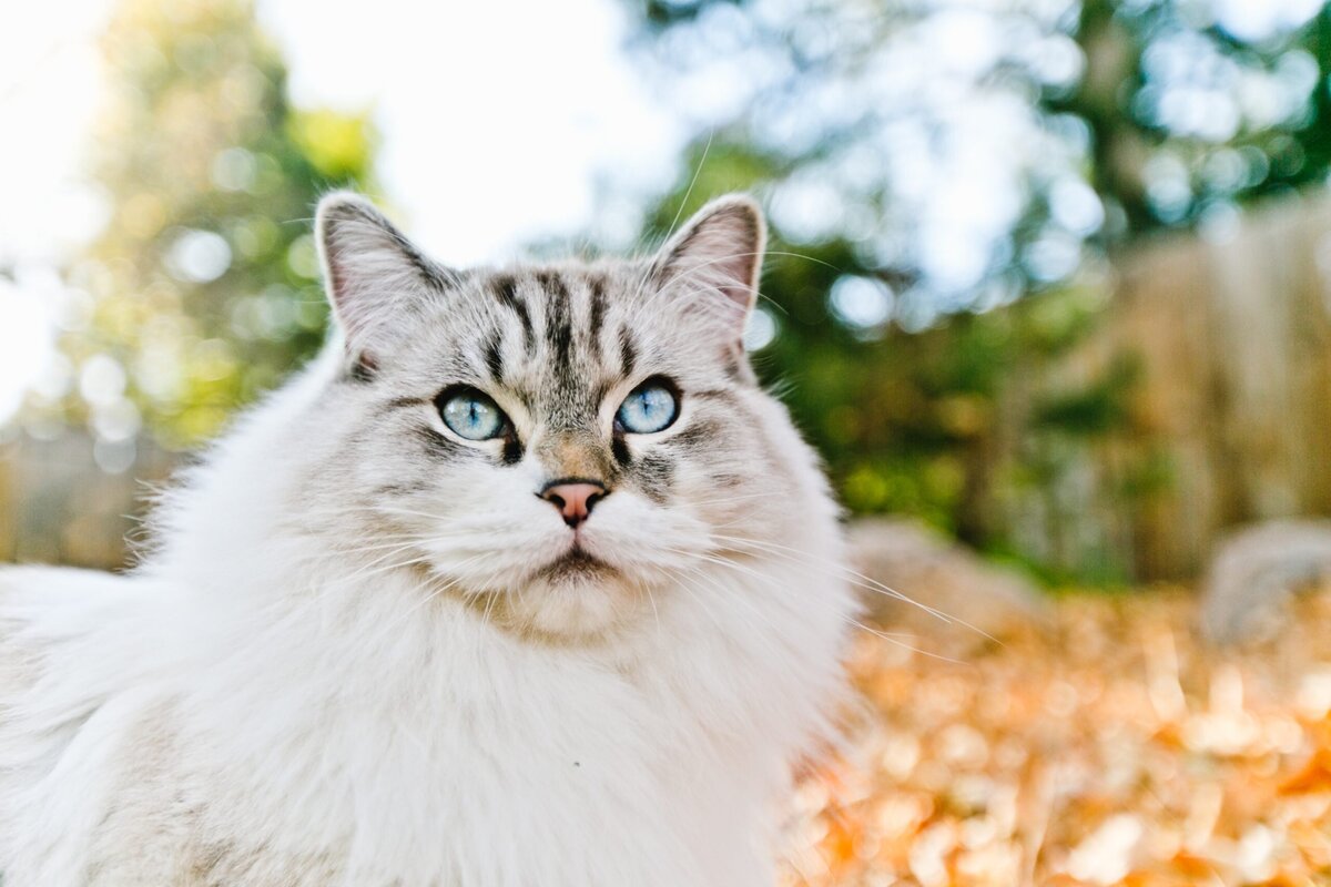 a cat with beautiful blue eyes sits in her lawn