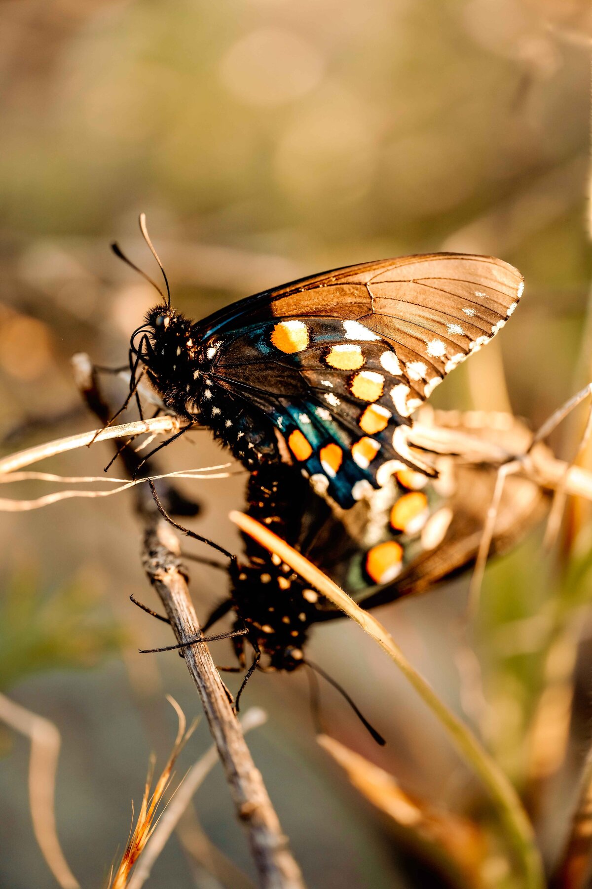 _DSC5652-Edit1