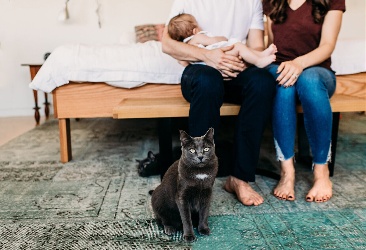 Newborn Photographer, Cat is on the floor looking at the camera while mom and dad hold baby in the background.