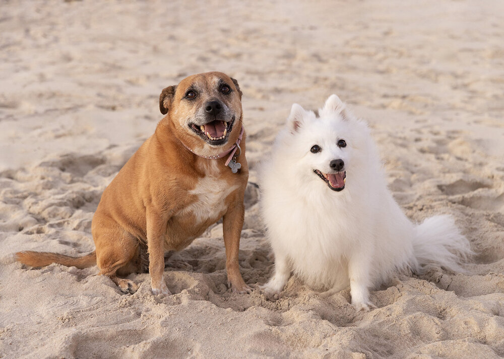 PETS_DOGSONABEACHATSUNSETPOMERANIANANDSTAFFY