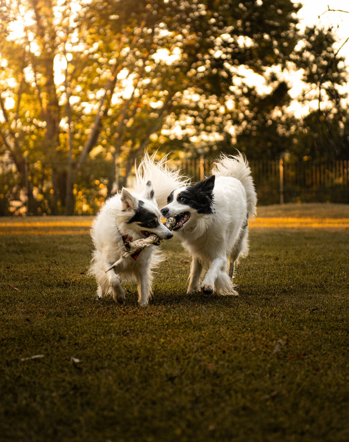 Two border collies are playing with a big stick during a golden hour photoshoot. Work by Duluth-based pet photographer Joanna of Paddle Paws Photography.