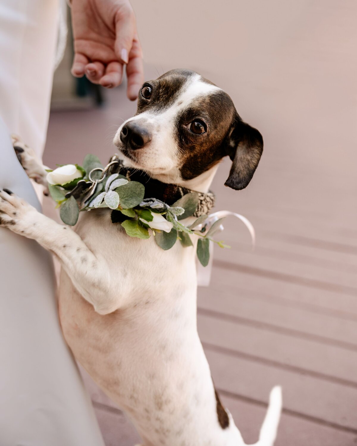 denver colorado wedding photographer - dog