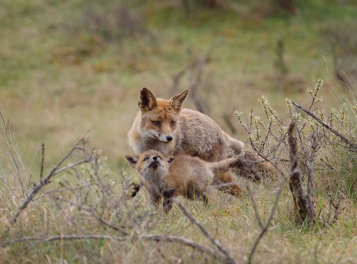 2023-05-06_FOXES_0568