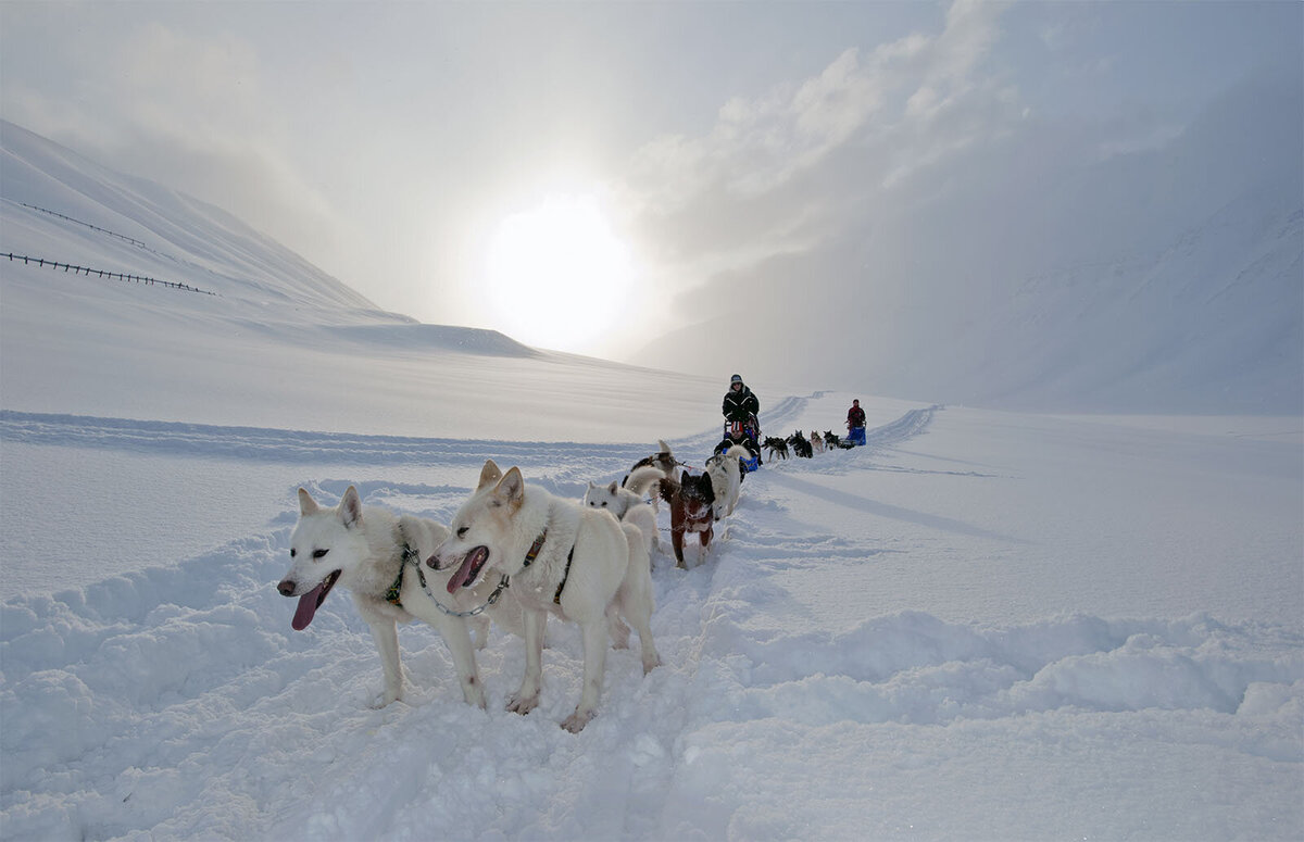 A team of sled dogs racing through the pristine snow-covered landscapes of Norway, with the sun setting behind distant mountains. 