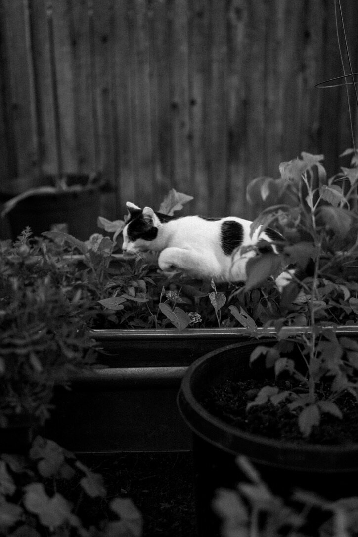 1953BC35-2192-43E9-A68F-06B9BDC0B12A_1_105_c