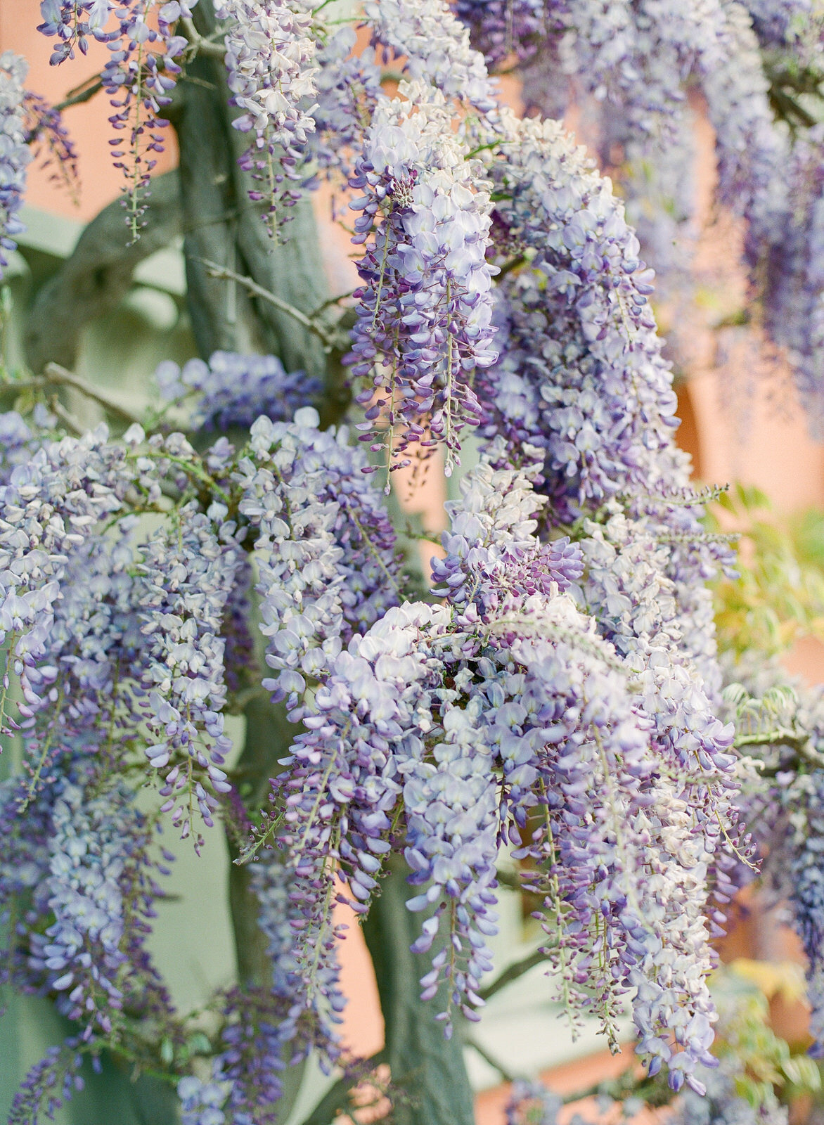 flowers in the garden of Villa Le Fontanelle