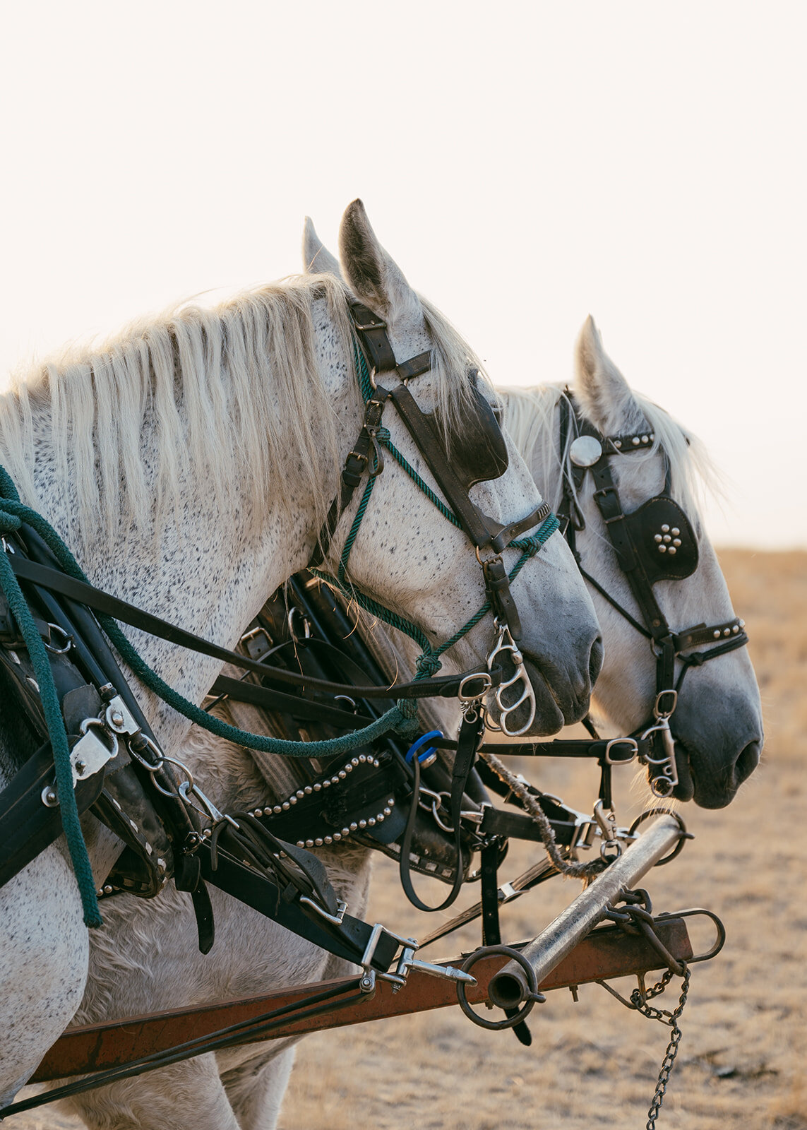 presley-gray-photo-rustic-western-montana-wedding-2153