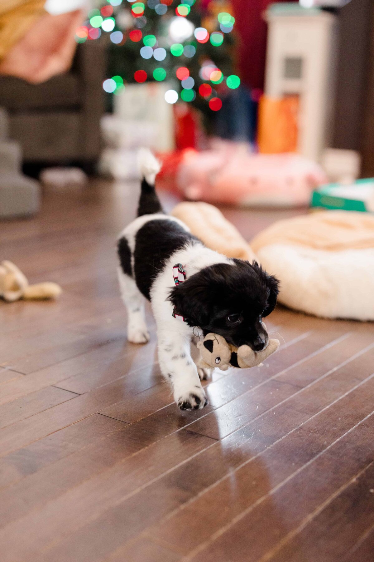 The newly adopted puppy, Pebbles, captured by wedding photographer Valerie Doucette