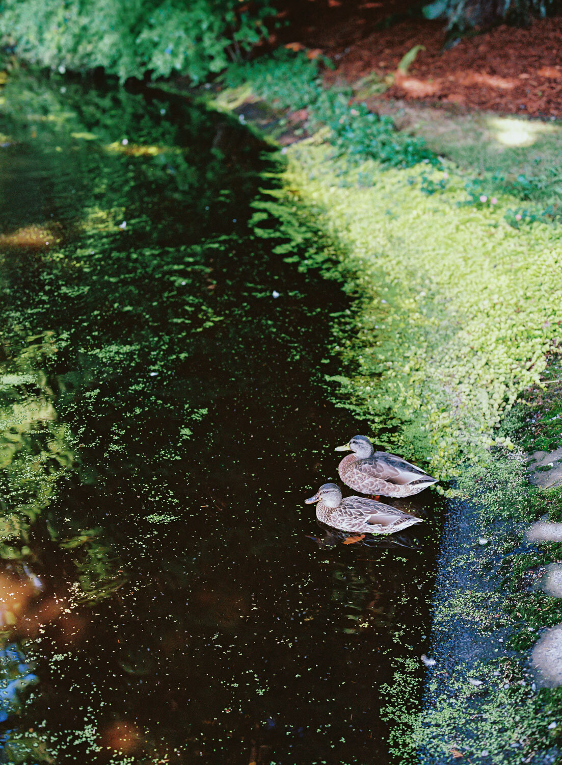 Ducks on the pond at chateau lill's gsrden