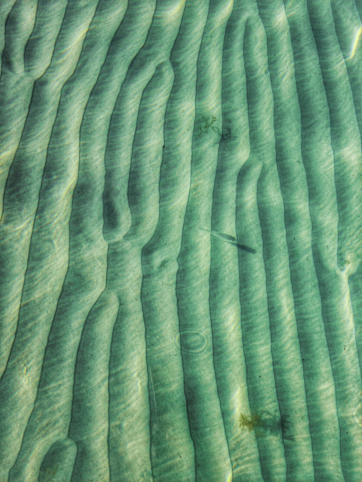 Poisson nageant dans une grand étendue d'eau verte claire transparente laissant apercevoir les ondulations du sable dans le fond.