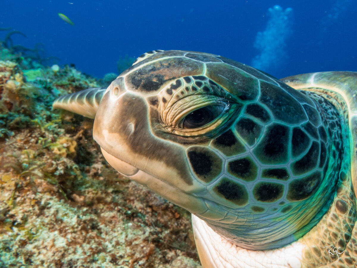 RGEORGE_UWcozumel_March2015_0559