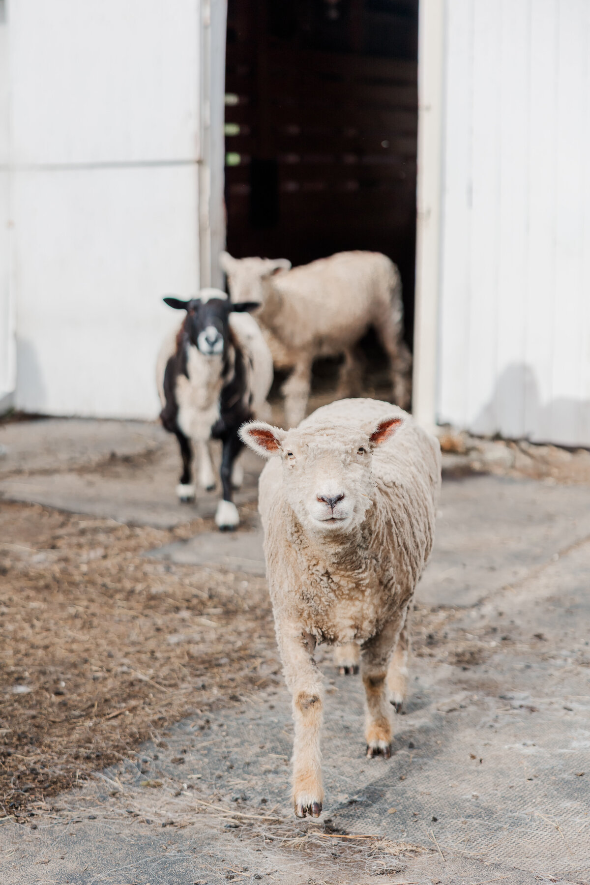 brittany-graf-photography-suzy-graf-jasmine-plane-ct-farm-life-1