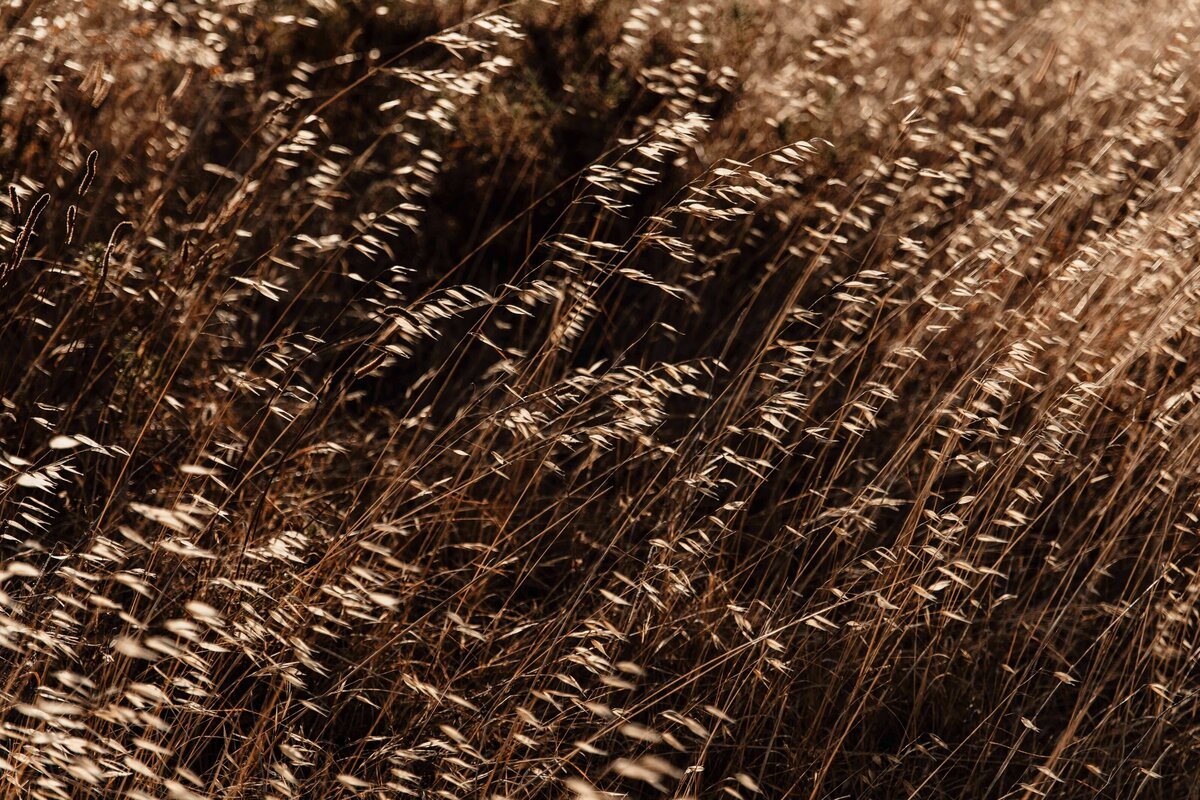 THL-Algarve Coastal Grass