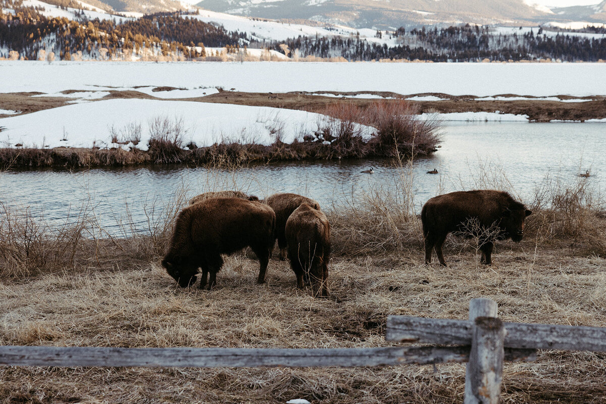 JacksonHole-DallinHassard-1634