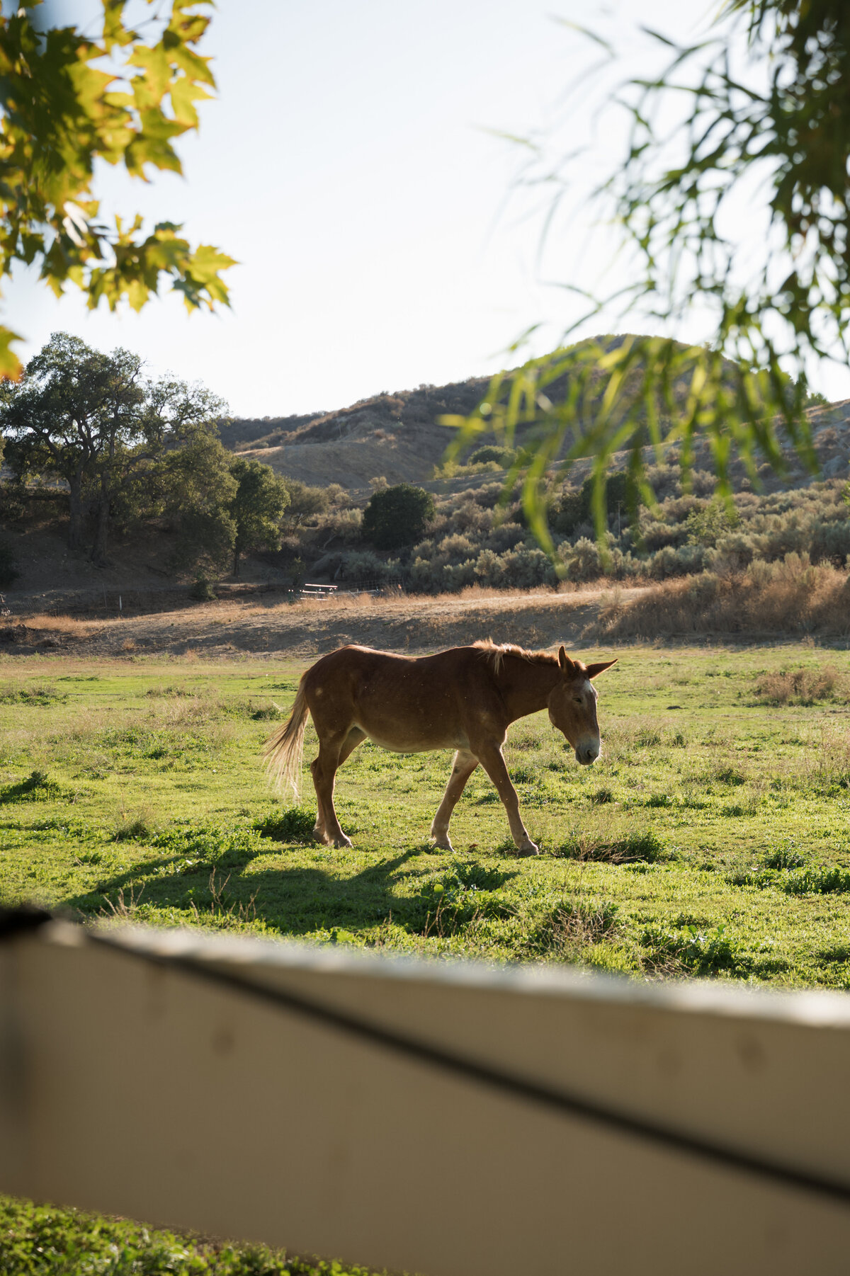 Los_Angeles_wedding_venue_luxury_wedding_planner_top_LA_event_producer_Ojai_wedding_venue_6
