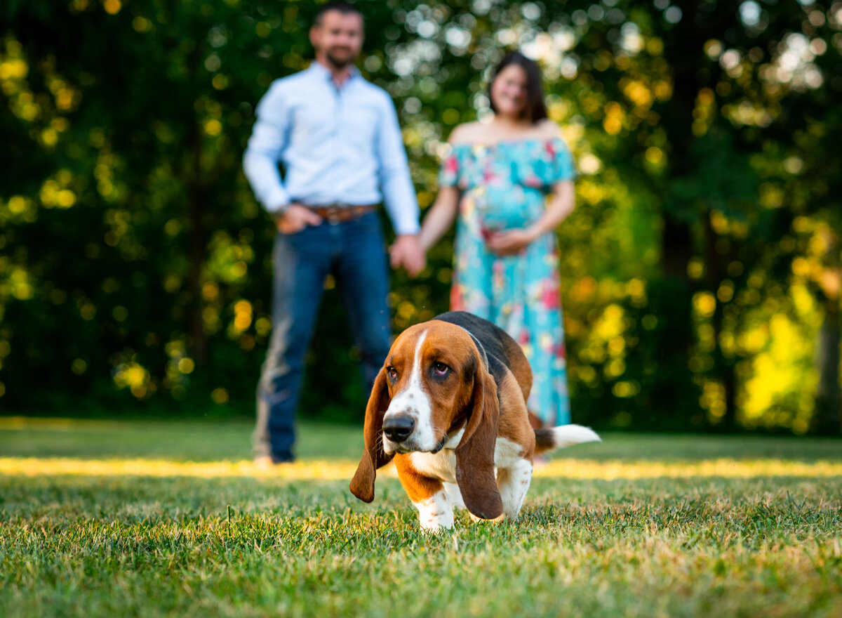 Couple awaits baby, dog leads the way