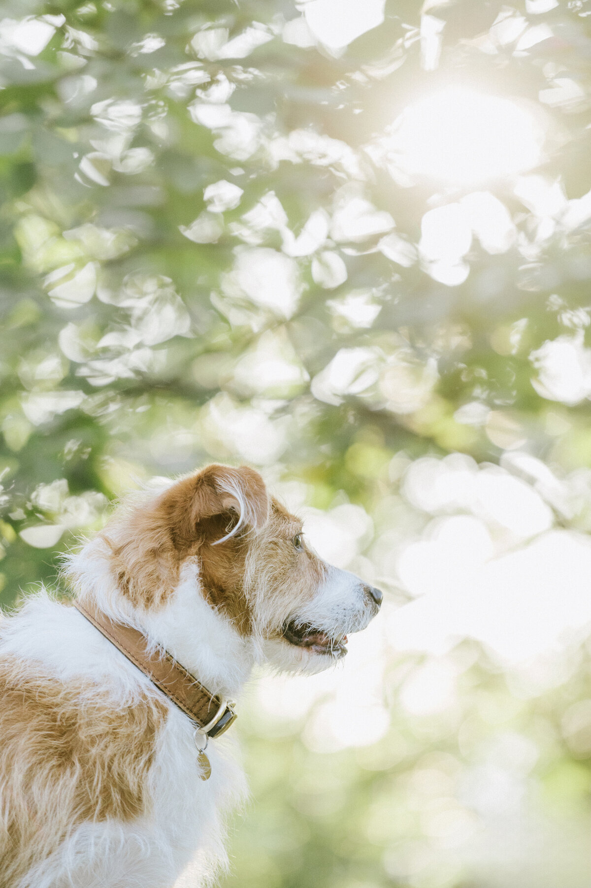 nature-pet-photography-nj