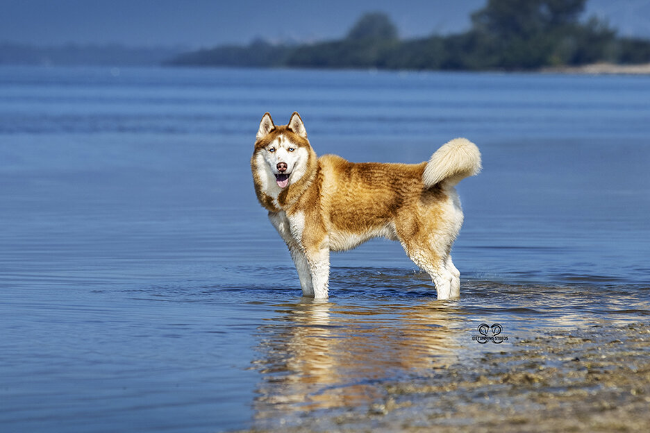 red siberian husky photography