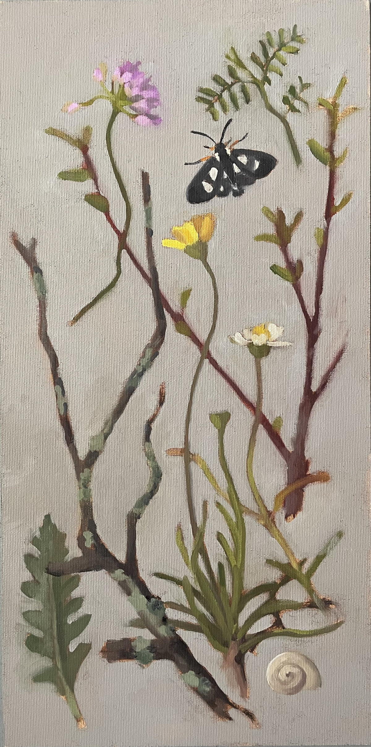 Spring - Branches, moth, snail shell