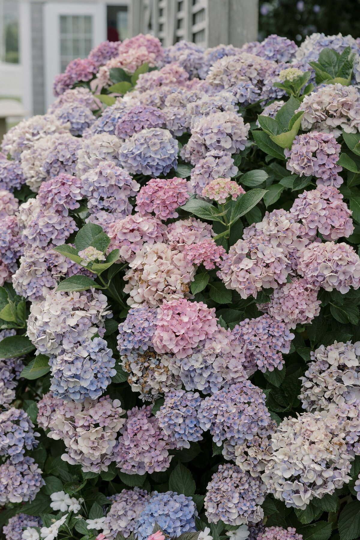 Purple hydrangeas on Nantucket Island. Deborah Zoe.