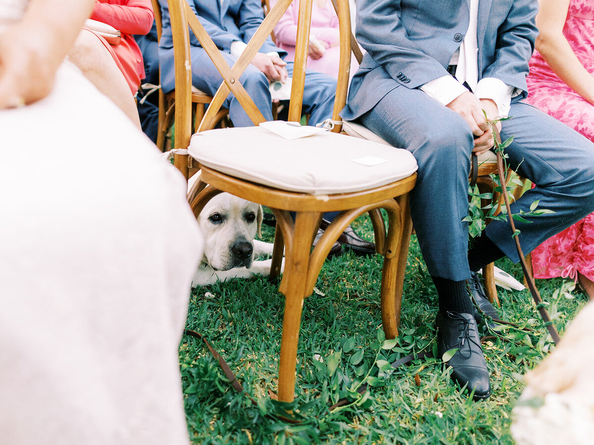 wedding-ceremony-dog