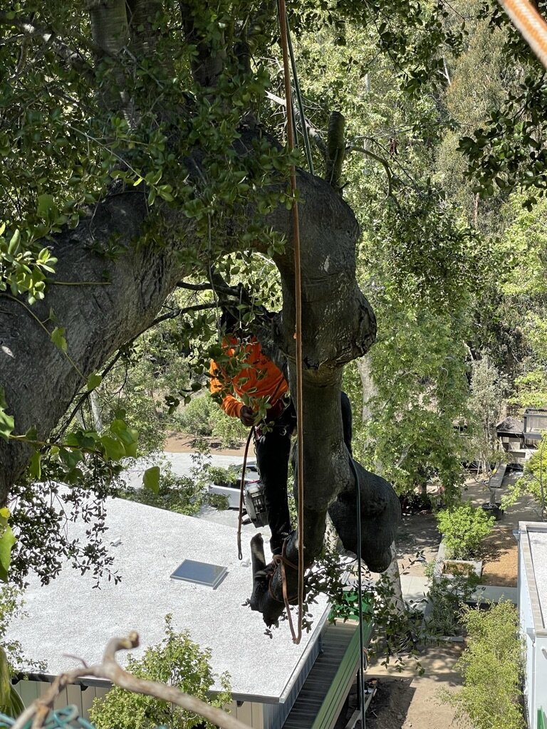 F90EE522-64A5-4492-8996-AF7B16283642_1_105_c