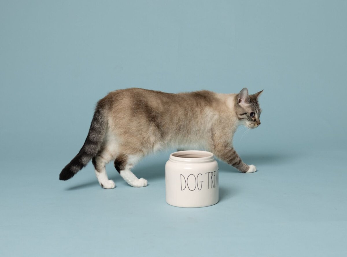 lilla-bordas-portraits-tampa-CAT-photographer1265